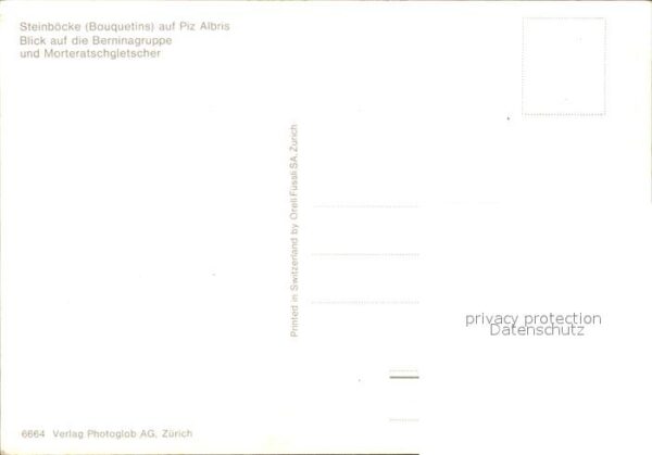 Steinbock Steinböcke Piz Albris Berninagruppe Mor – Bild 2