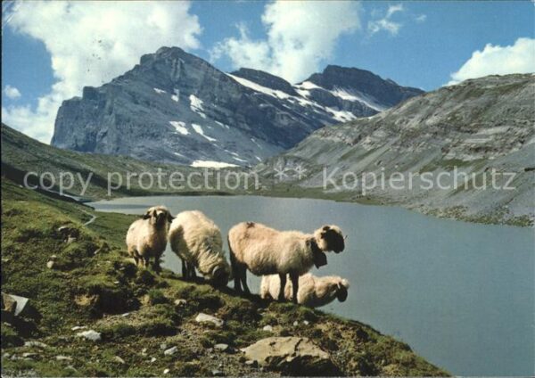 Schafe Daubensee Gemmipass Leukerbad-Kanderste