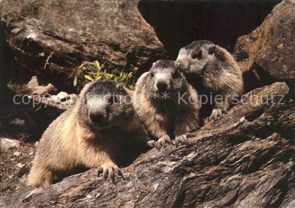Murmeltier Marmottes Marmots