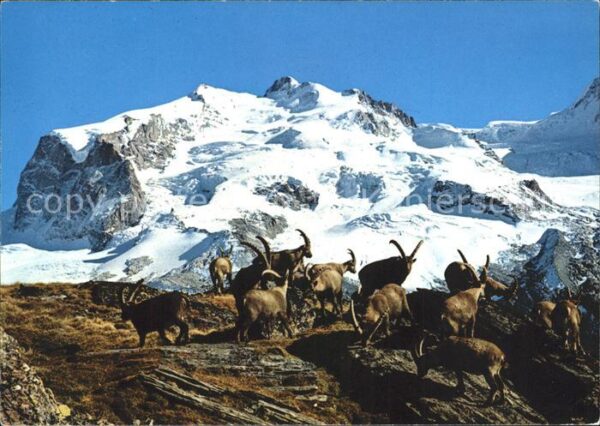 Steinbock Steinböcke Monte Rosa