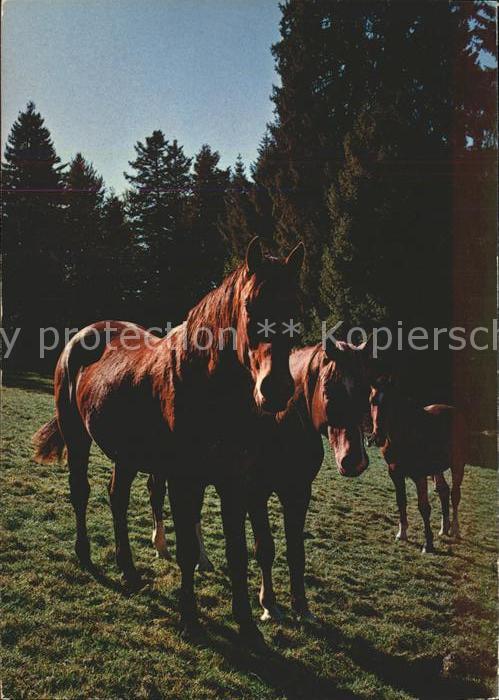 Pferde Paturage du Jura Franches Montagnes
