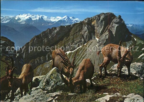Steinbock Steiglihorn Pilatus Matterhorn Berner A