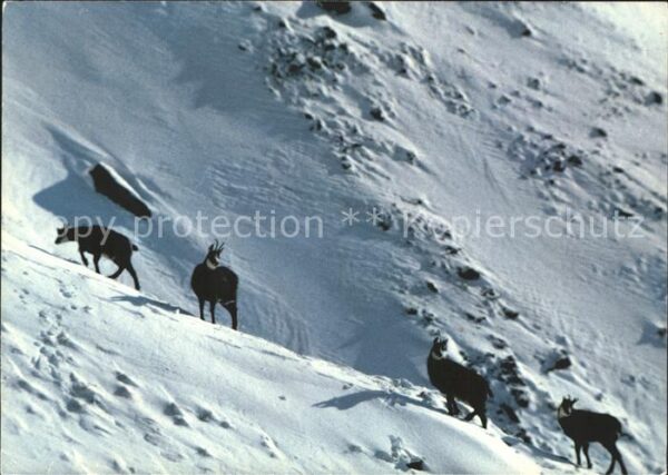 Gemse Chamois