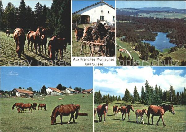 Pferde Franches Montagnes
