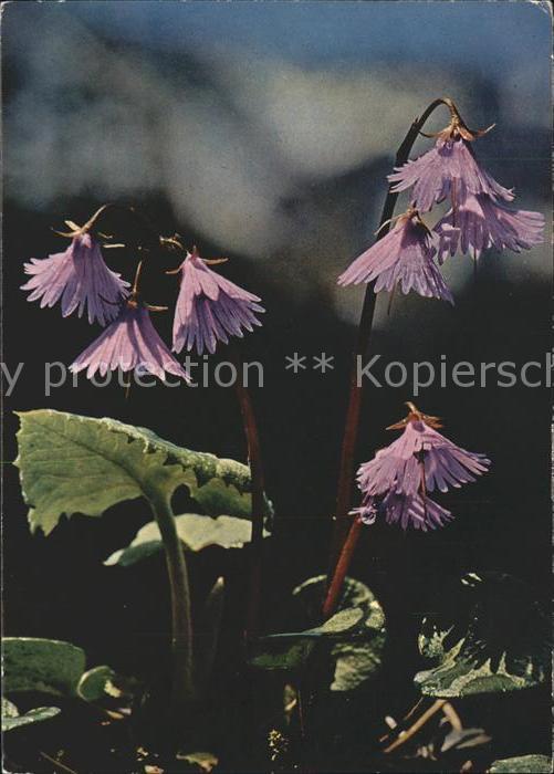 Blumen Soldanella alpina Gemeines Alpen-Glöckl