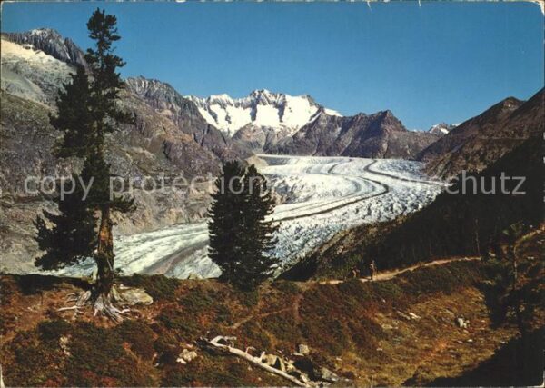 Gletscher Grosser Aletschgletscher Schönbühlhorn