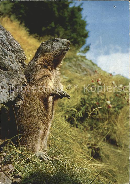 Murmeltier Marmotte Marmot