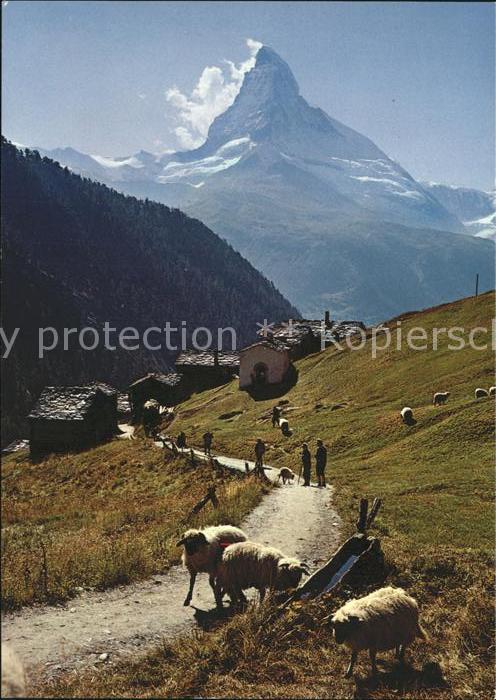 Schafe Findelen Zermatt Matterhorn
