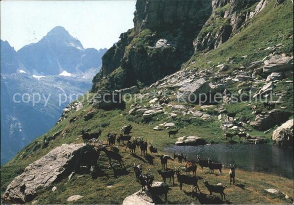 Steinbock Passo di Piatto Corona di Redorta