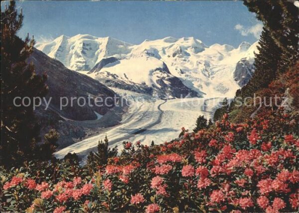 Gletscher Morteratschgletscher Alpenrosenfeld Piz