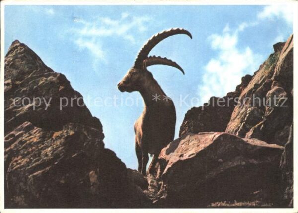Steinbock Pro Infirmis
