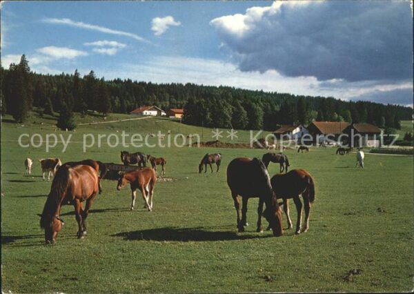 Pferde Paturage du Jura Franches Montagnes