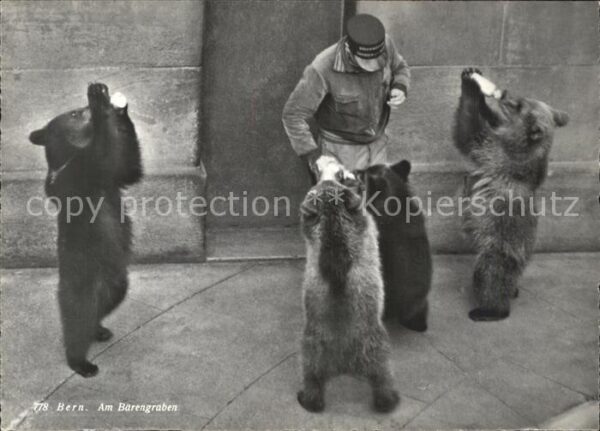 Baeren Bern Bärengraben Tierpfleger