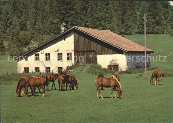 Pferde Paturage Franches Montagnes