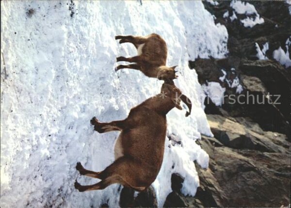 Steinbock Mütterliche Pflege