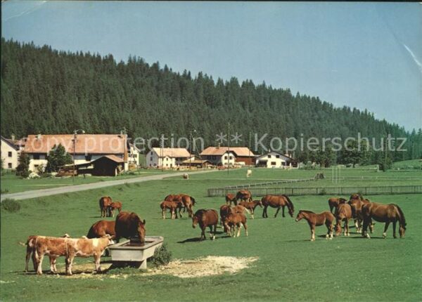 Pferde Paturage Franches-Montagnes
