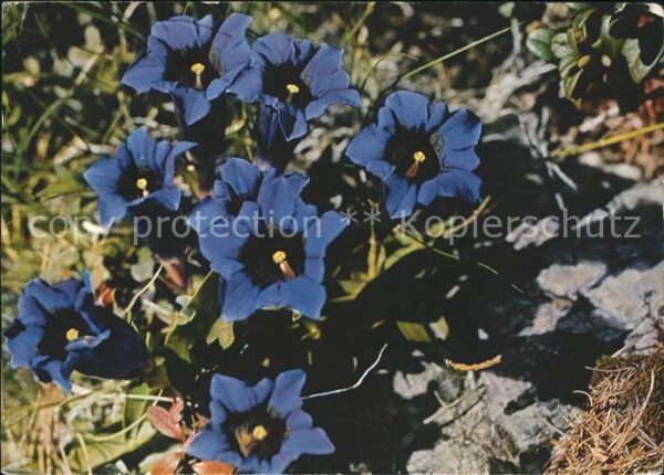 Blumen Kochscher Enzian Gentiana Kochiana