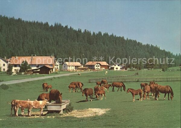 Pferde Paturage Franches-Montagnes