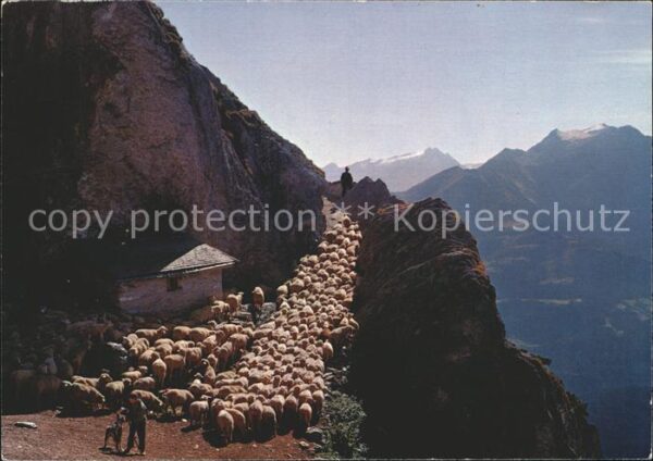 Schafe Hirte Alp