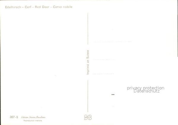 Hirsch Edelhirsch Cef Red Deer Cervo nobile – Bild 2