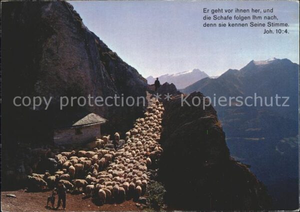 Schafe Hirte
