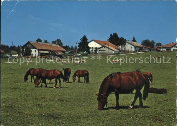Pferde Paturage du Jura Franches Montagnes