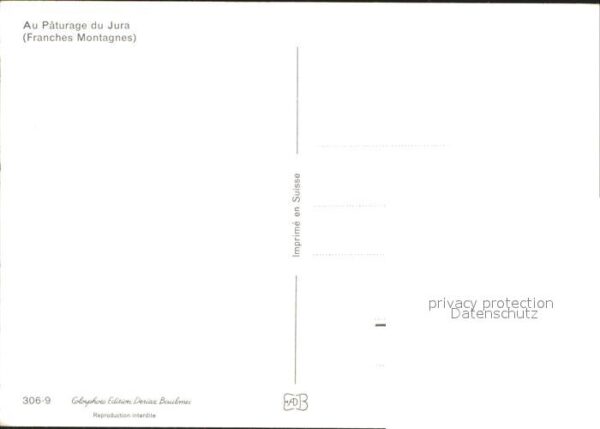 Pferde Paturage du Jura Franches Montagnes – Bild 2
