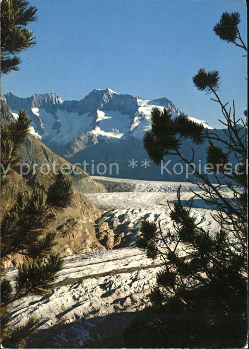 Gletscher Grosser Aletschgletscher Schönbühlhorn