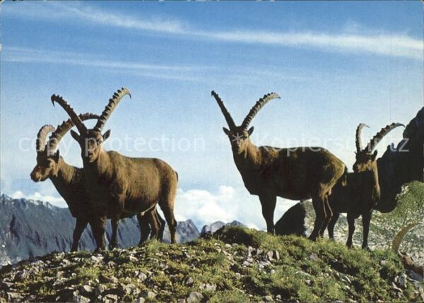 Steinbock Steinböcke Altmann