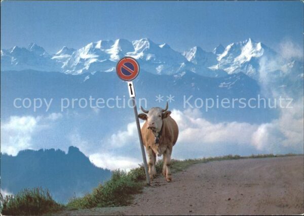 Kuehe Rind Verkehrszeichen Berge