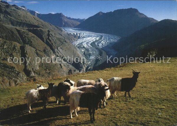 Ziege Grosser Aletschgletscher Belalp Wallis