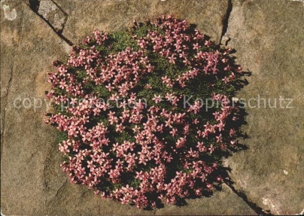 Blumen Stengelloses Leimkraut Gsür Niesenkette