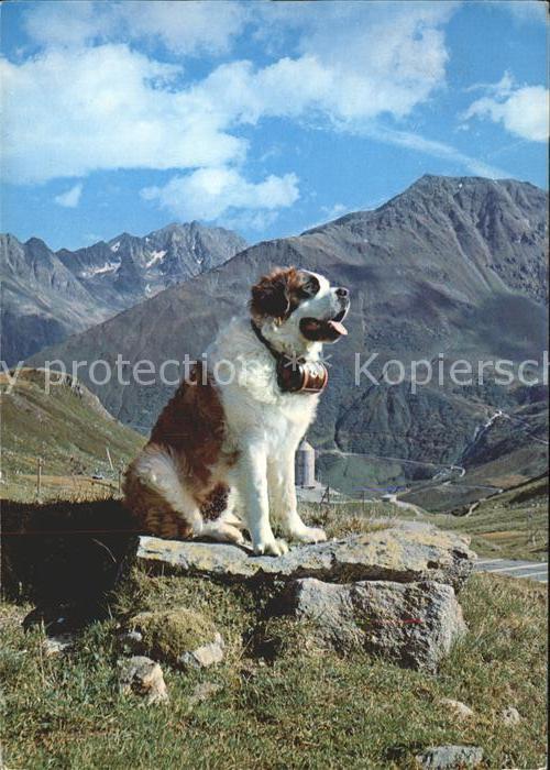 Bernhardiner Chien de St. Bernard