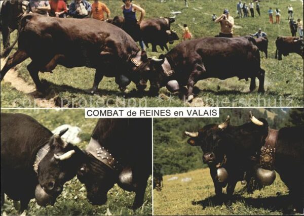 Kuehe Kampf Combat de Reines Valais