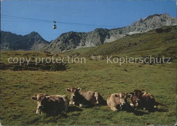 Kuehe Arosa Seilbahn