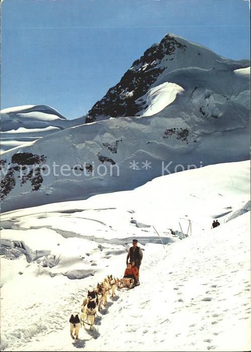 Hunde Polarhunde Schlitten Jungfraujoch