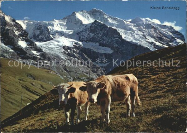Kuehe Kleine Scheidegg Jungfrau