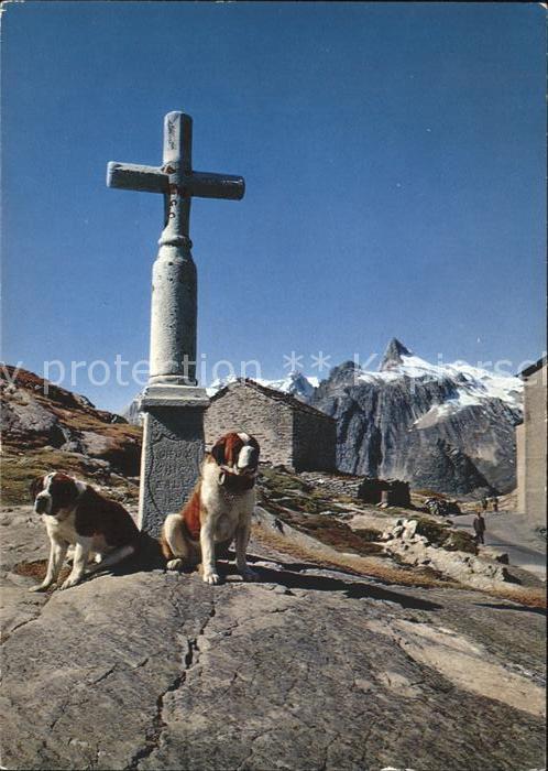 Bernhardiner Col du Saint-Bernard Chapelle Pain de S