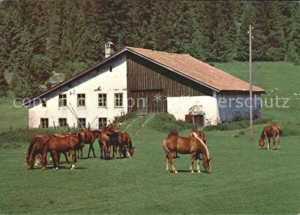 Pferde Paturage Franches-Montagnes