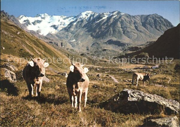 Kuehe Davos-Dischma Gasthaus Dürrboden Scalet