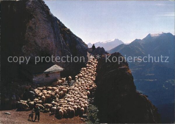 Schafe Hirte Alp