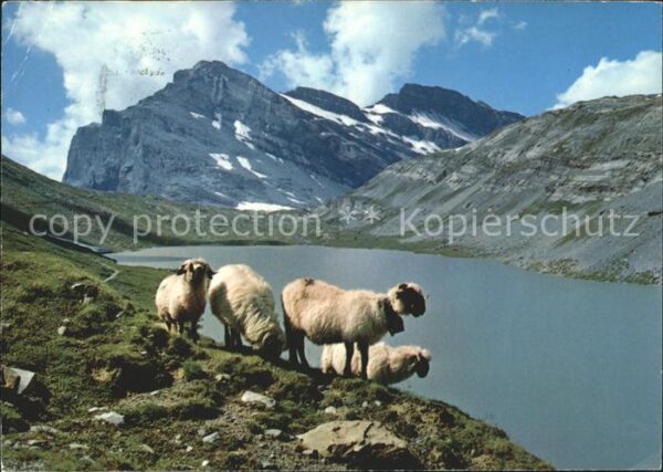 Schafe Daubensee Gemmipass Leukerbad-Kanderste