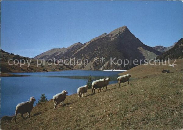 Schafe Barrage Lac de l_Hongrin