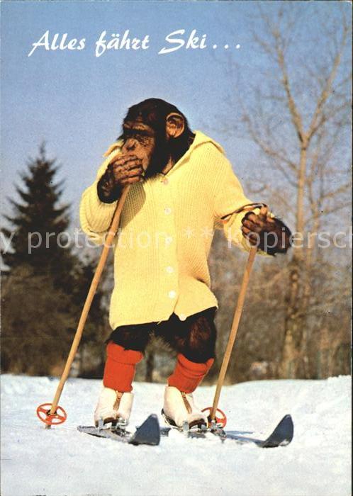 Affen Charlie Ski Skifahren