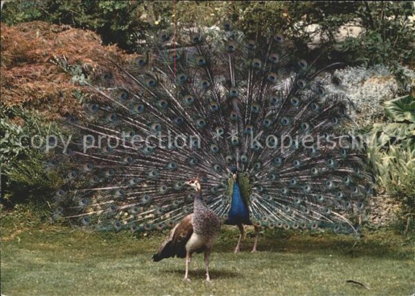 Voegel Pfau Pfauenpaar Zoologischer Garten Zür