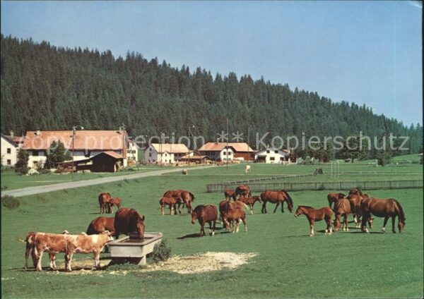 Pferde Paturage Franches-Montagnes