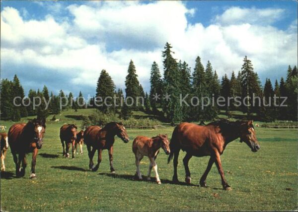 Pferde Paturage du Jura Franches Montagnes