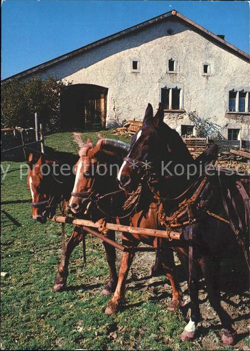 Pferde Paturage du Jura Franches Montagnes