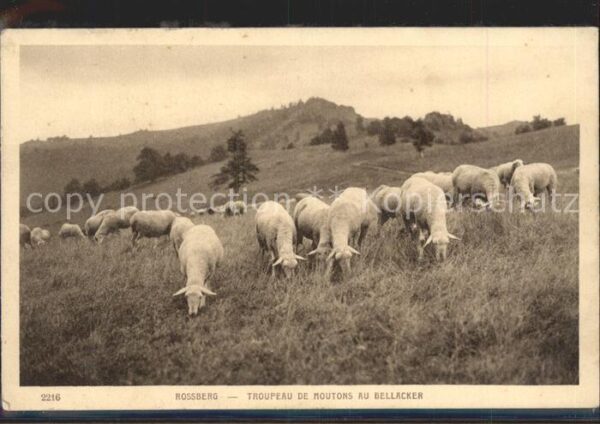 Schafe Rossberg Troupeau de Moutons Bellacker