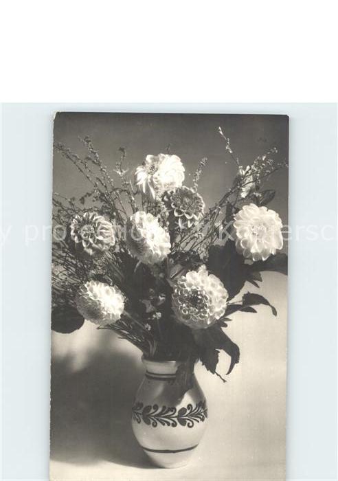 Blumen Dahlien